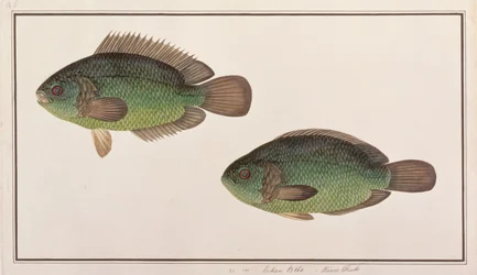 Climbing Perch, from Drawings of Fishes from Malacca, c.1805-18